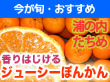 ���λ��ݥ󥫥��ò���