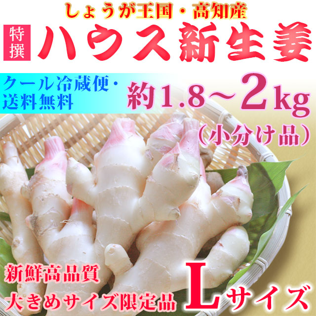 【甘酢漬け用】ハウス新生姜(しょうが)・特選(A品)・Lサイズ・約1.8〜2kg【クール便】