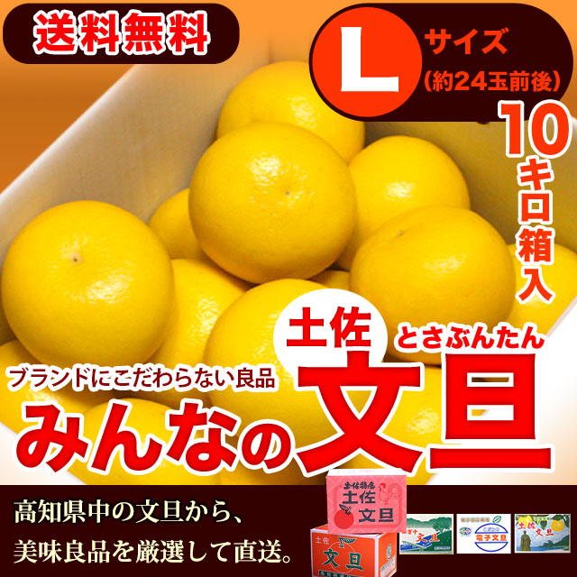 みんなの土佐文旦10kg・Ｌサイズ
