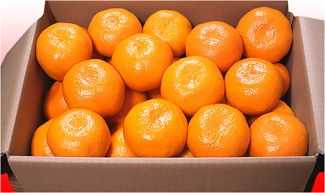 ２Lサイズ（見本）