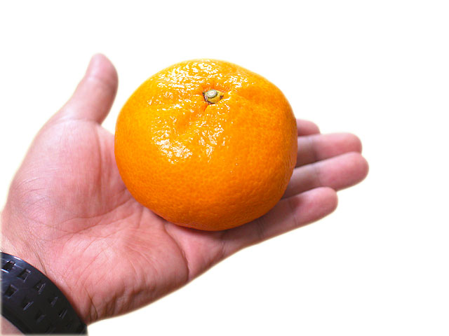 ２Lサイズの大きさはこのくらい