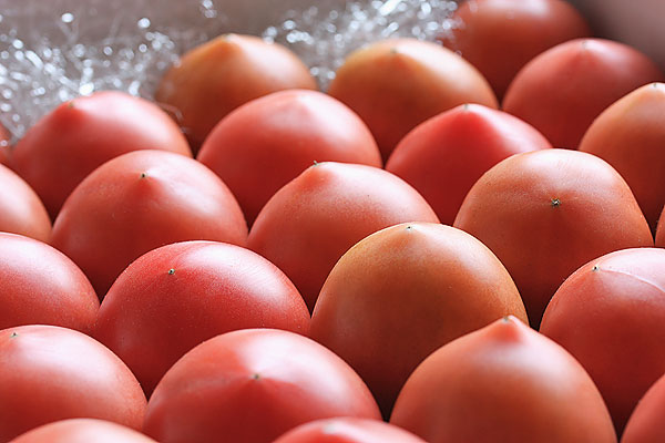 高知県春野産フルーツトマト2kg