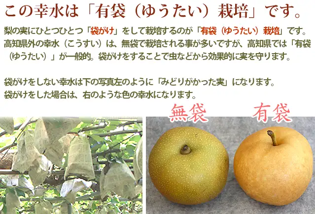 有袋栽培の幸水です