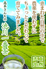 農薬不使用・高本さんちの池川一番茶