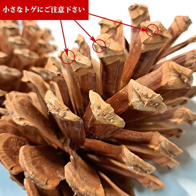 大王松の種には小さなトゲがあります。ご注意下さい