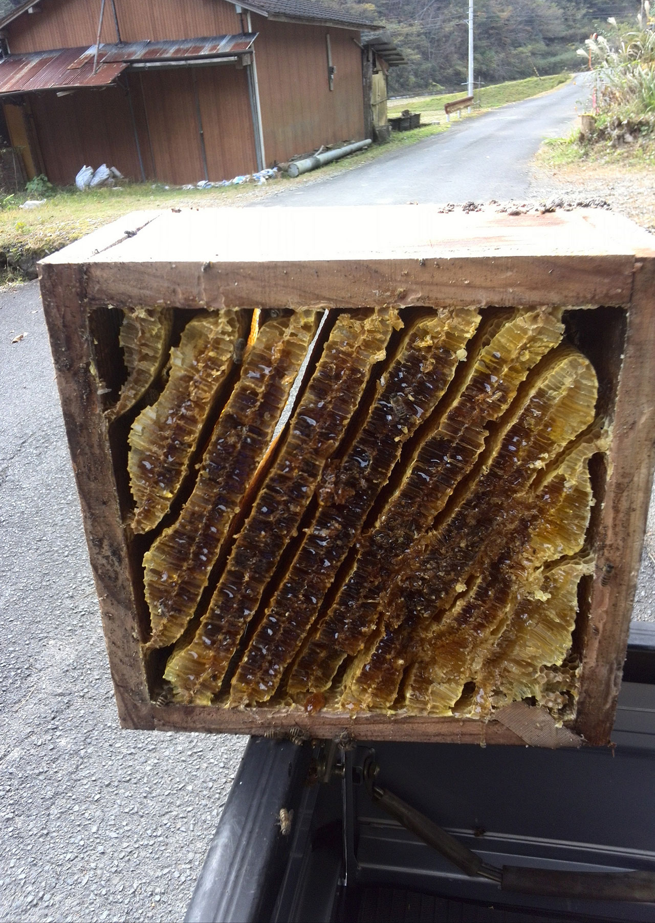 日本蜜蜂・巣箱内部の様子