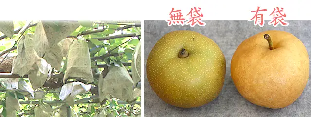 高知県の梨（なし）は、おおむね有袋栽培です