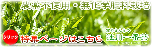 【土佐茶】高知県仁淀川町池川・高本さんちの一番茶緑茶