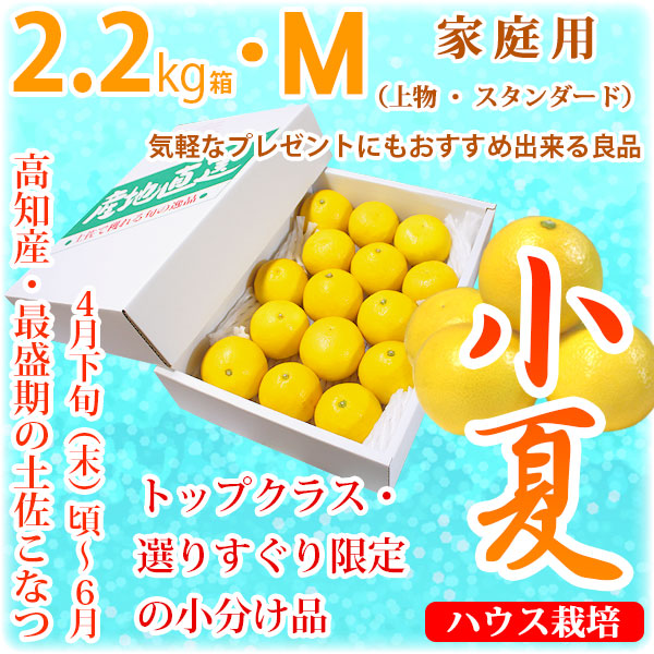 土佐小夏（高知県産）・家庭用（上物・スタンダード）・小箱（約2.2kg）・Mサイズ