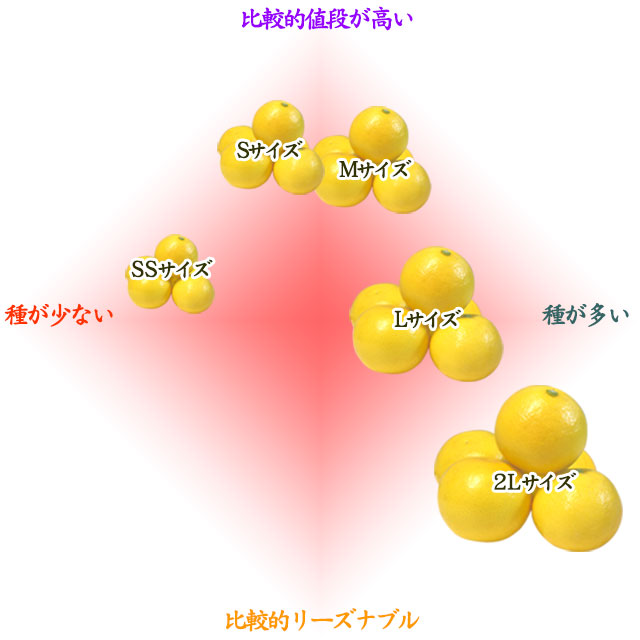 小夏のサイズによる人気・価格の違い