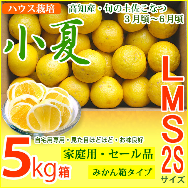 セール開催中最短即日発送 もも様専用 小夏Lサイズ家庭用 5キロ