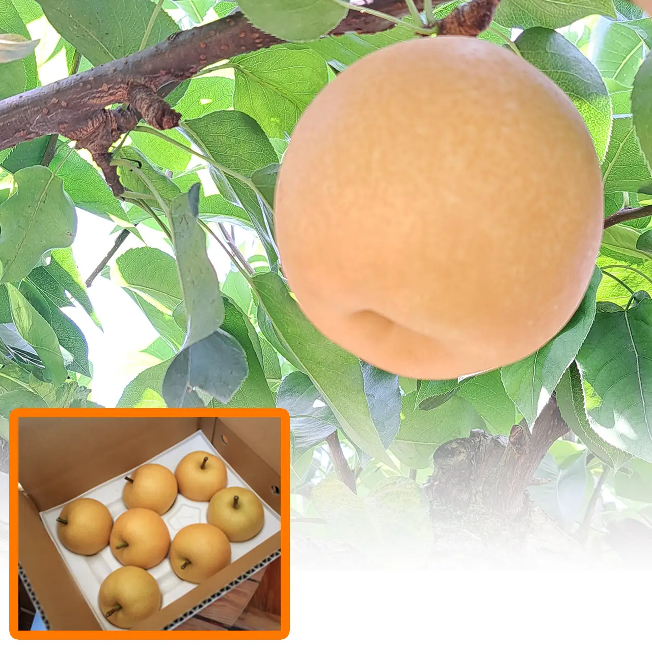 幸水（こうすい）梨・3kg