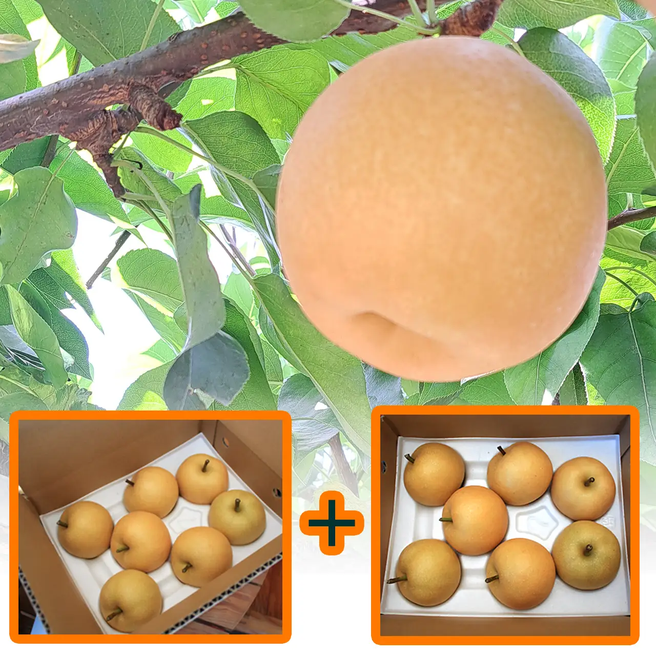 幸水（こうすい）梨・計6kg（3kg×2箱セット）