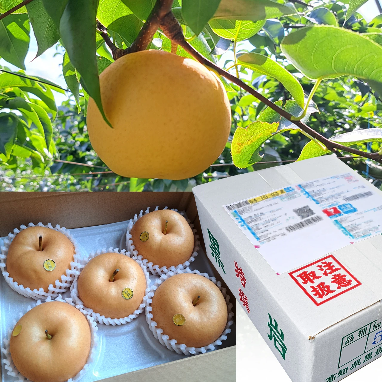 秋月（あきづき）梨・5kg箱・高知 黒岩産