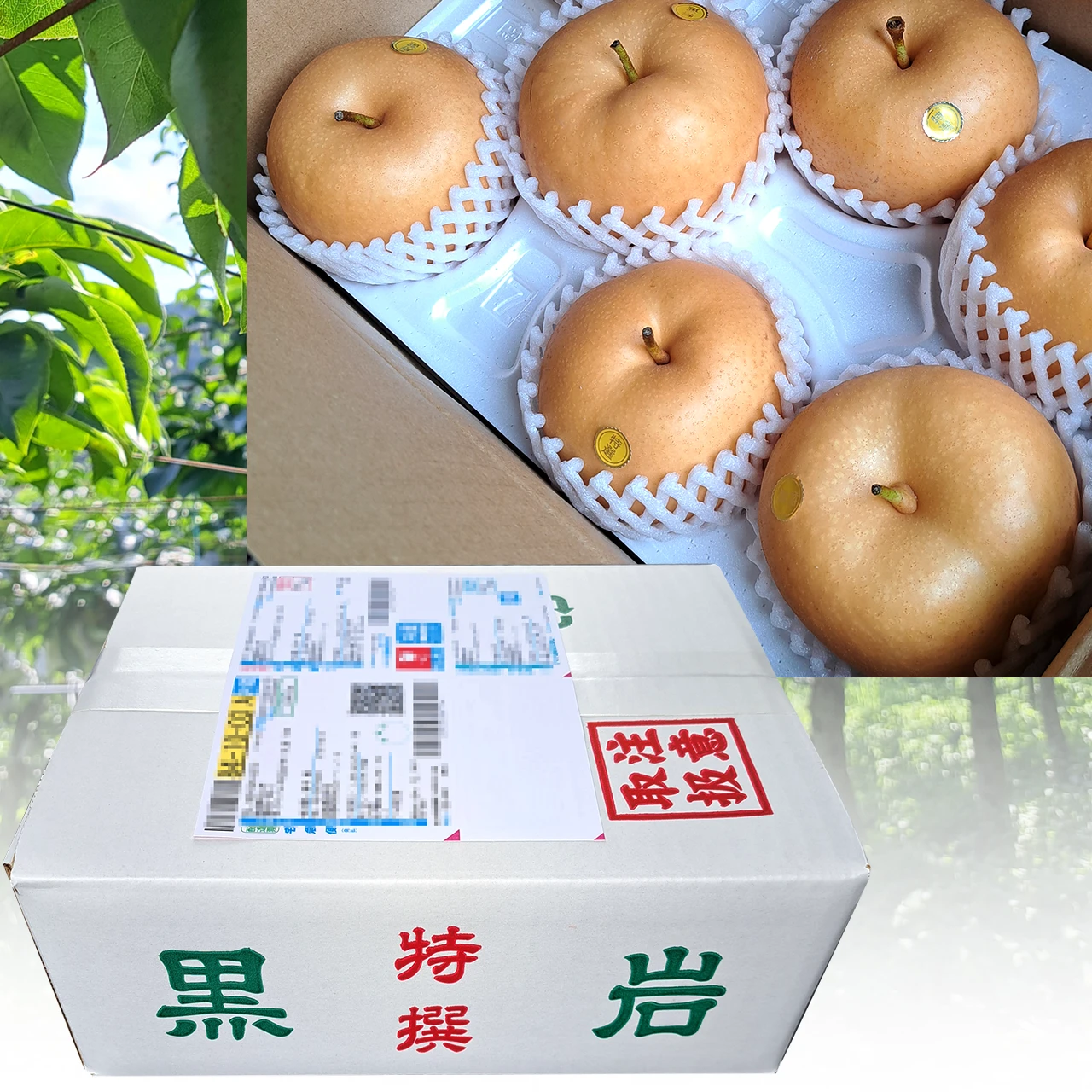 秋月（あきづき）梨・3kg箱・高知 黒岩産
