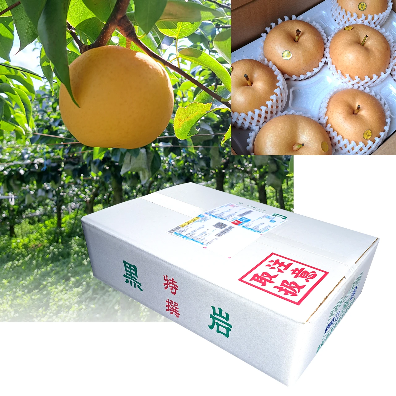 秋月（あきづき）梨・5kg箱・高知 黒岩産
