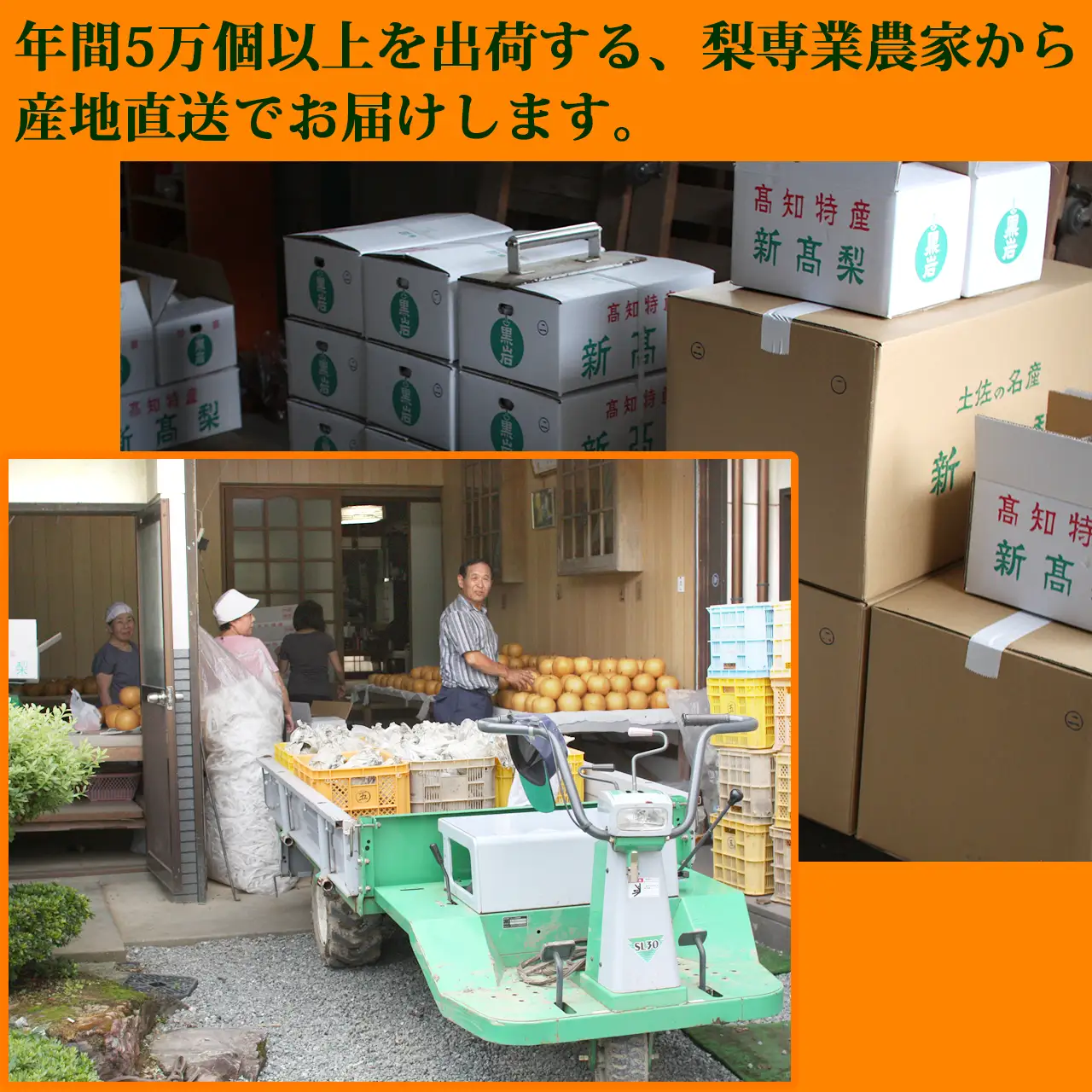 年間5万個以上を出荷する梨専業農家から産地直送