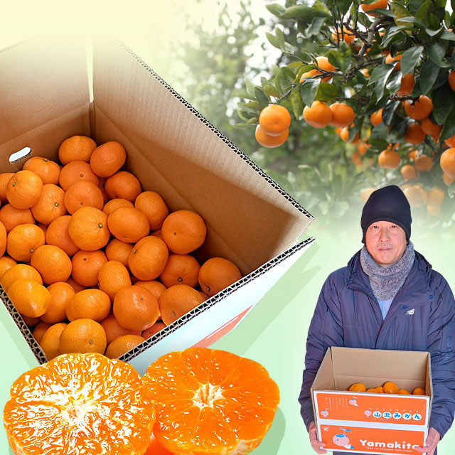 中生（なかて）品種の山北みかん