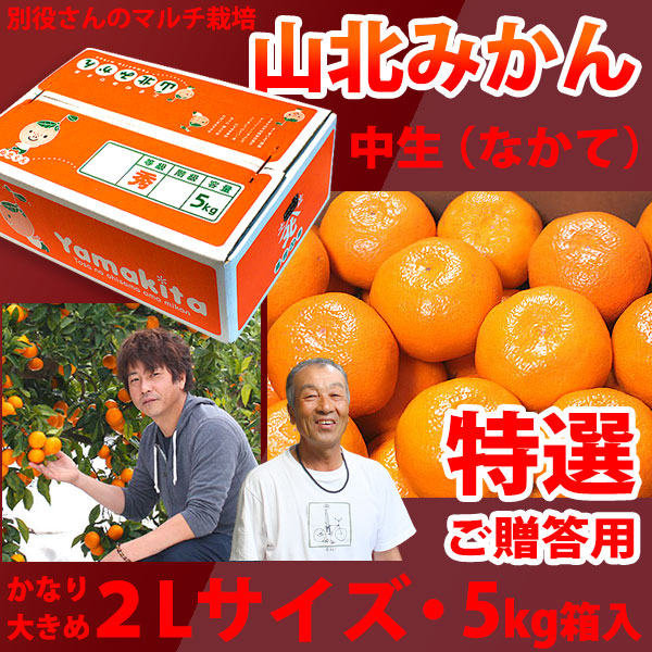 別役さんちの山北マルチ栽培みかん・中生（なかて）・秀品（特撰ご贈答用）・5kg箱入・特大２Ｌサイズ