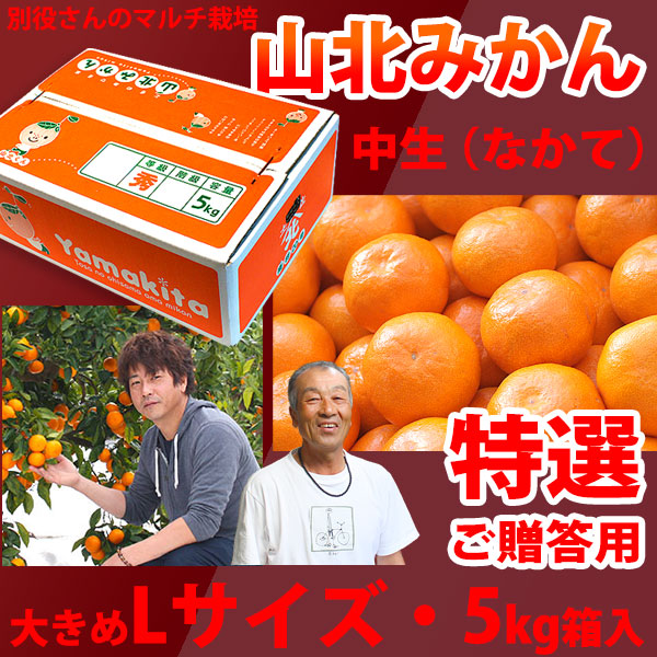 【産地直送】別役さんちの山北マルチ栽培みかん・中生（なかて）・秀品（特撰ご贈答用）・5kg箱入・Lサイズ【送料無料（関東～九州）】