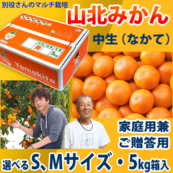 別役さんちの山北マルチ栽培みかん・中生（なかて）・秀品（家庭用兼ご贈答用）・5kg箱入・選べるS、Mサイズ