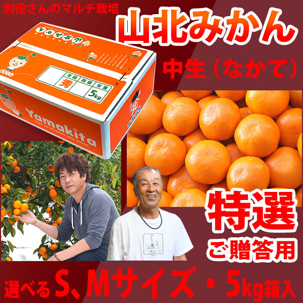 【産地直送】別役さんちの山北マルチ栽培みかん・中生（なかて）・秀品（特撰ご贈答用）・5kg箱入・選べるS、Mサイズ