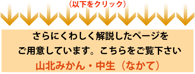 山北みかん・中生（なかて）