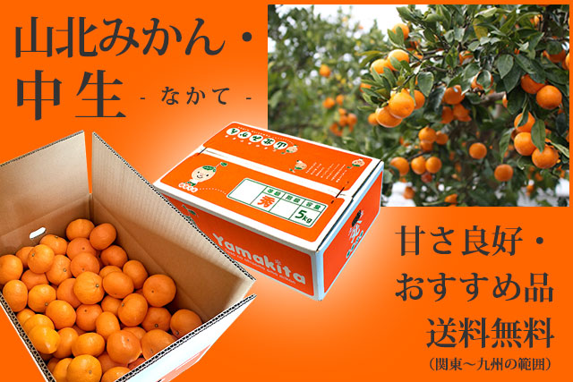 中生（なかて）みかん・高知・山北から産地直送