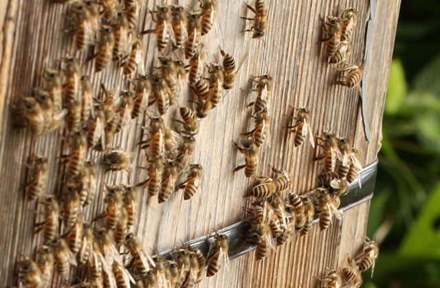日本蜜蜂（ニホンミツバチ）
