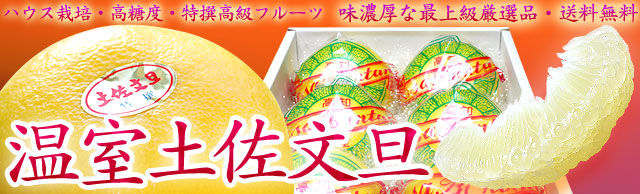 温室土佐文旦（おんしつとさぶんたん）・ハウス栽培の絶品高級文旦！