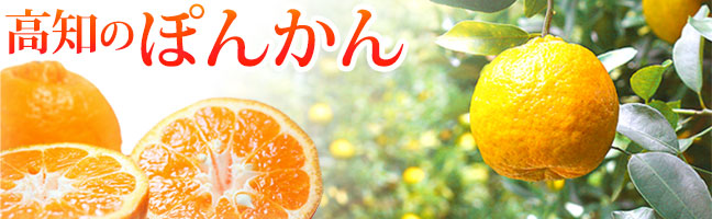 高知産ぽんかん・特選品