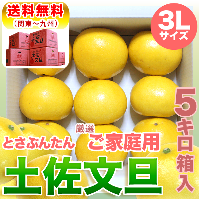 土佐文旦 家庭用 3L 5kg