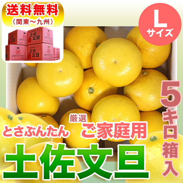 土佐文旦5kg家庭用Lサイズ