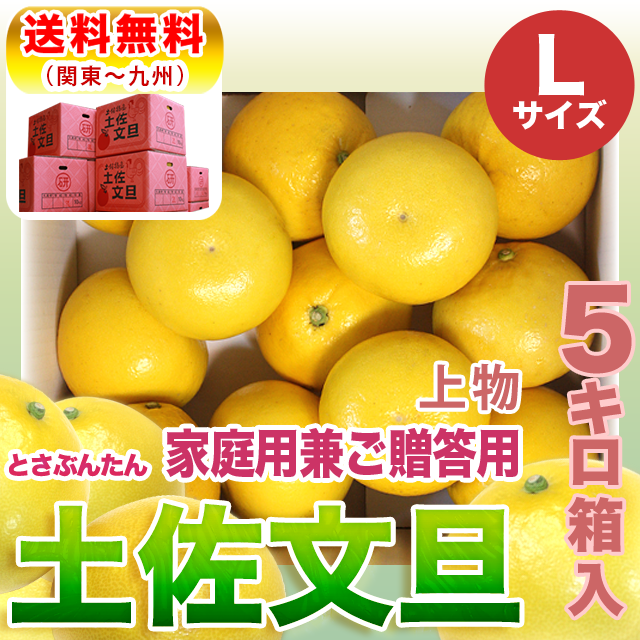 土佐文旦 上物 5kg L