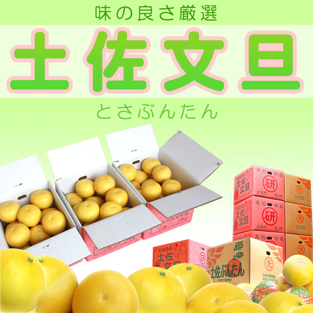 土佐文旦