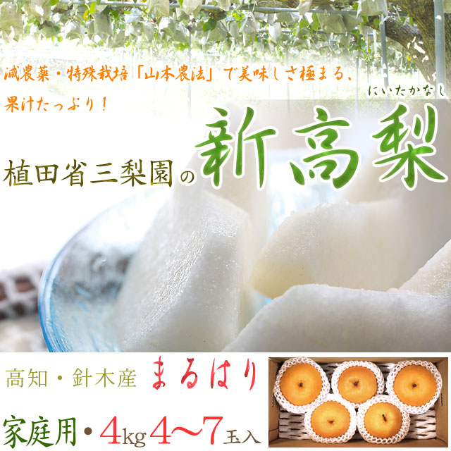 新高梨（にいたかなし）・高知県針木産・ご家庭用・4kg（4～7玉入り）