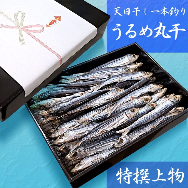 高知沖どれ「天日干し・一本釣りうるめいわし丸干し」・特撰上物・800g（化粧箱入り）