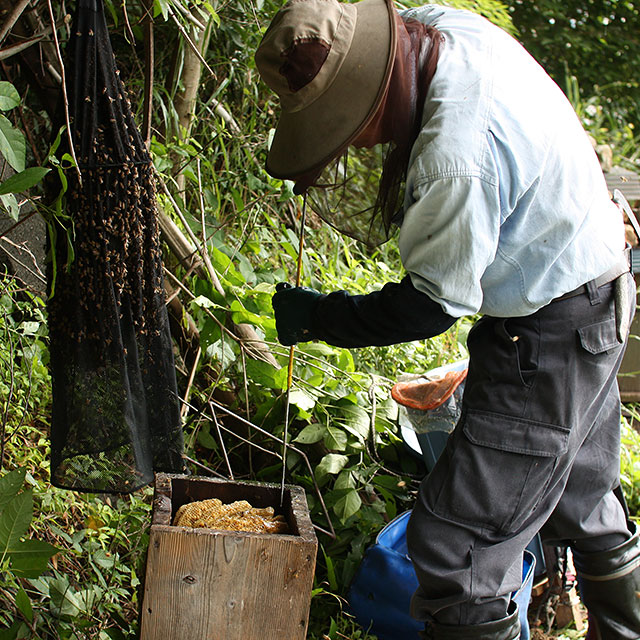 日本ミツバチの蜂蜜（和蜜）の通販・販売
