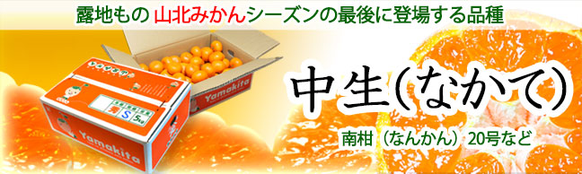山北みかん・中生（なかて）