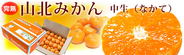 山北みかん・中生（なかて） 