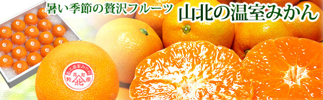 山北の温室みかん（ハウス栽培ミカン）