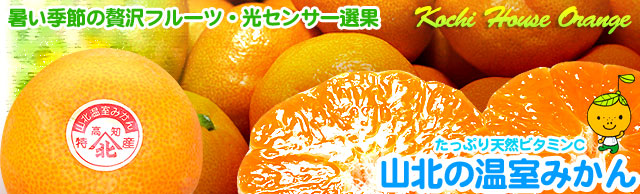 山北の温室みかん（ハウス栽培ミカン）