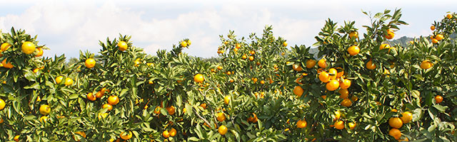 11月頃の山北みかん・収穫直前の畑