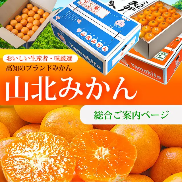 山北みかん・通信販売