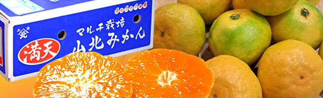 山北みかん・満天（まんてん）