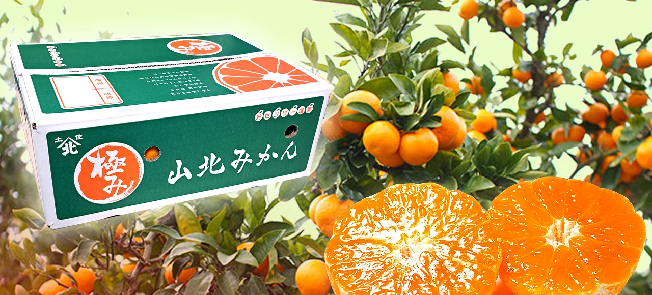山北みかん・満天・極み