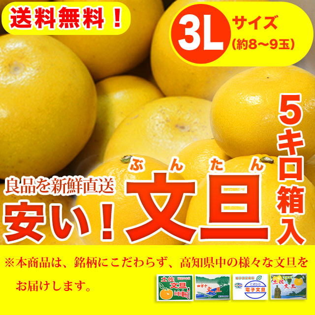 安い！文旦（ぶんたん）・高知県産（土佐市・宿毛市他）・5kg箱入り・3Lサイズ（約8～9玉）・【送料無料】